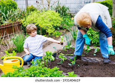 Kleiner Vorschuljunge und Großmutter, die im Frühling grünen Salat anpflanzt. Happy blond Kind und ältere Frau, Großmutter Spaß zusammen mit Gartenarbeit. Kinderhilfe im Gemüsegarten