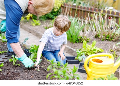 Cute Little Preschool Kid Boy And Grandmother Planting Green Salad In Spring. Happy Blond Child And Elderly Woman, Grandmum Having Fun Together With Gardening. Kid Helping In Domestic Vegetable Garden