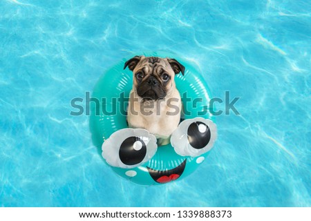 Cute little pug puppy floating in a pool in a fun inflatable ring
