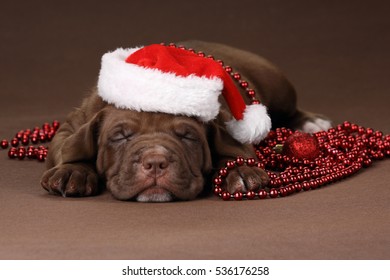 Cute Little Puppy American Pit Bull Terrier In Santa Claus Hat, Lying On A Brown Background