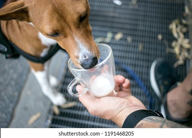 かわいい子犬や犬が カップからミルクやお菓子をなめたり 飼い主が自分の餌を犬に与えたりする ペットと人間の愛らしい関係 コーヒーラテカップ の写真素材 今すぐ編集