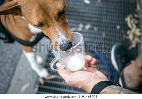 かわいい子犬や犬が カップからミルクやお菓子をなめたり 飼い主が自分の餌を犬に与えたりする ペットと人間の愛らしい関係 コーヒーラテカップ の写真素材 今すぐ編集