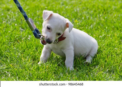 Cute Little Puppy First Time On The Leash