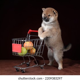 Cute Little Puppy With Fruit Cart