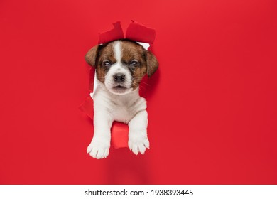 Cute little puppy of Jack Russell terrier dog, pet torning through red paper background. Concept of movement, pets love, animal life, care. Looks sweet, happy, funny, delighted. Copyspace for ad.