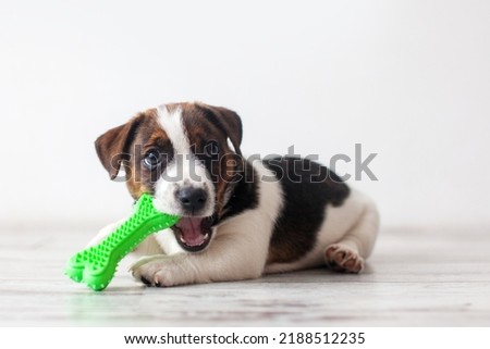 Cute little puppy lying on floor merrily biting green plastic toy. Portrait on white. Playful pets, curiosity, pet shop or veterinary clinic commercials