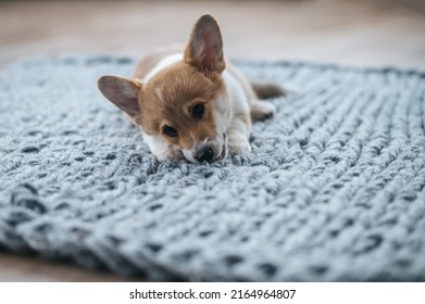 A Cute Little Puppy On The Floor