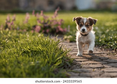 A cute little puppy is playing in the park. Baby dog on a walk in the city park. Copy space. - Powered by Shutterstock