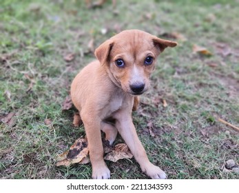 Cute  Little Puppy Posing In Garden