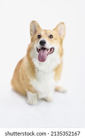 Cute little puppy posing on white background, human friend on photoshot