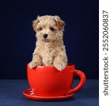 Cute little puppy sitting in a red cup