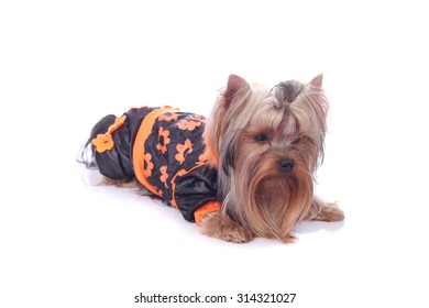 cute little puppy wearing clothing - Shutterstock ID 314321027