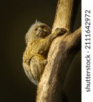 A cute little Pygmy marmoset (Cebuella pygmaea) sitting on a tree, dark background