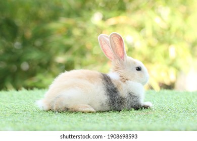 Summer bunnies models