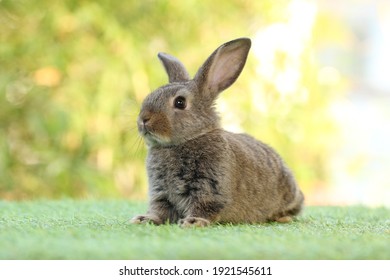 Cute little rabbit on green grass with natural bokeh as background during spring. Young adorable bunny playing in garden.