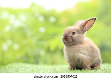 Pequeño conejo lindo sobre hierba verde con bokeh natural como fondo durante la primavera. Jóvenes y adorables conejitos jugando en el jardín. Mentira amorosa en el parque