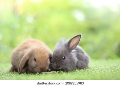 Pequeño conejo lindo sobre hierba verde con bokeh natural como fondo durante la primavera. Jóvenes y adorables conejitos jugando en el jardín. Mentira amorosa en el parque