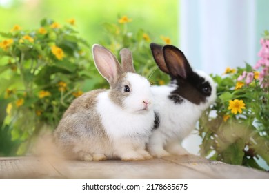 Cute Little Rabbit On Green Grass With Natural Bokeh As Background During Spring. Young Adorable Bunny Playing In Garden. Lovrely Pet At Park