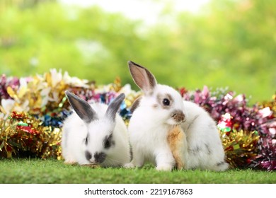 Cute little rabbit on green grass with natural bokeh as background during spring. Young adorable bunny playing in garden. Lovrely pet at park with Christmas theme. - Shutterstock ID 2219167863