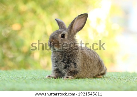 Cute little rabbit on green grass with natural bokeh as background during spring. Young adorable bunny playing in garden.