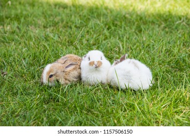 Cute Little Rabbits Sitting Grass Sunny Stock Photo 1157506150 ...