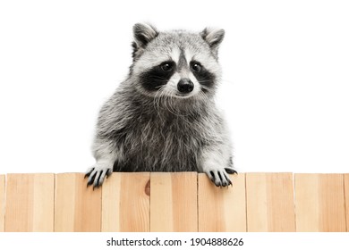 Cute little raccoon posing isolated over white studio background.