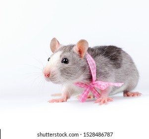 35,706 Little white mouse Images, Stock Photos & Vectors | Shutterstock