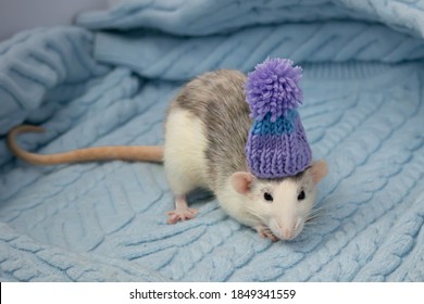 mouse in a hat