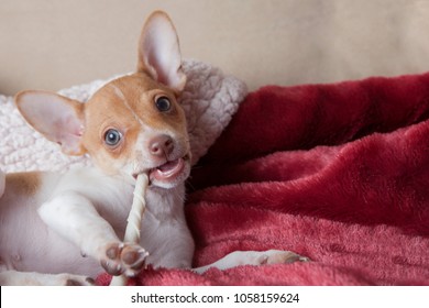 Cute Little Rat Terrier Puppy On Red Blanket With Rawhide Chew