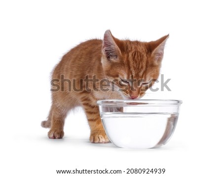 Cute little red house cat drinking from glass bowl filled with water. Eyes closed. Isolated on white background.