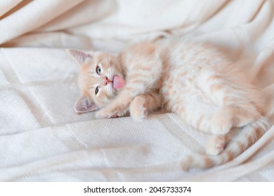 434 Cat tongue hanging out Images, Stock Photos & Vectors | Shutterstock