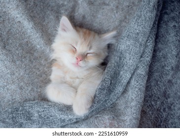 Cute little red kitten sleeps on fur white blanket - Shutterstock ID 2251610959