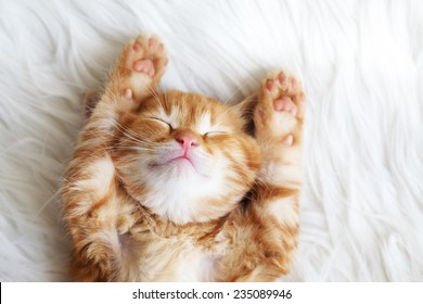 Cute little red kitten sleeps on fur white blanket
