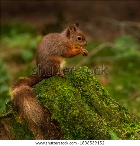 Similar – Eating squirrel in a sunny tree