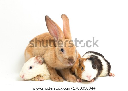 Cute little rex Orange rabbit and guinea pig isolated on white background