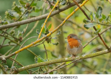 Cute Little Robin Bird On Brunch 