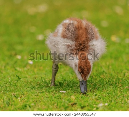 Cute little shelduck duckling eating on the lawn. 