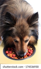 Cute Little Sheltie Or Shetland Sheepdog Eating Food Bits From Bowl