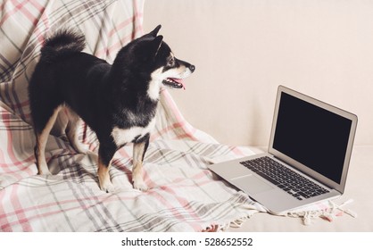 Cute Little Shiba Inu Dog With Laptop On Couch At Home