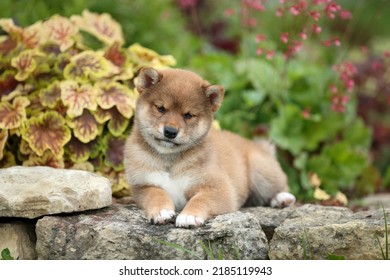 Cute Little Shiba Inu Puppy Garden Stock Photo 2185119943 | Shutterstock