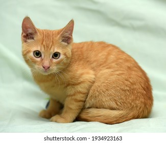 Orange Tabby Cat Images Stock Photos Vectors Shutterstock