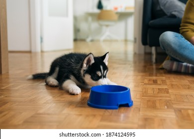 Cute Little Siberian Husky Eating From Feeder