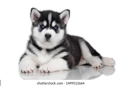 Cute Little Siberian Husky Puppy Lying Stock Photo 1499512664 ...