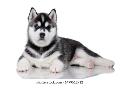 Cute little siberian husky puppy lying on a white background - Shutterstock ID 1499512712