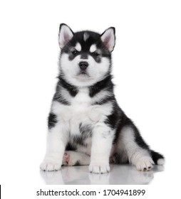 Cute Little Siberian Husky Puppy On White Background