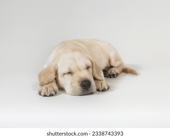 A cute little six week old Golden Retriever puppy sleeping on a white background - Powered by Shutterstock