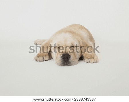 A cute little six week old Golden Retriever puppy sleeping on a white background