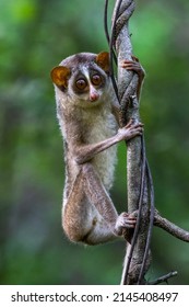 cute little  slow loris is climbing on tree branch with clear blurred green background super detailed animal portrait captured in Sri Lanka 