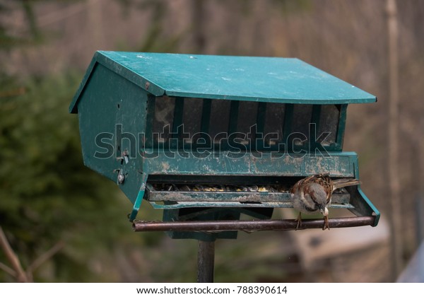 Cute Little Sparrows Eating Bird Feeder Stock Photo Edit Now