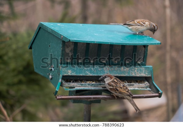 Cute Little Sparrows Eating Bird Feeder Stock Photo Edit Now